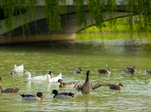 An yên tại Ecogarden